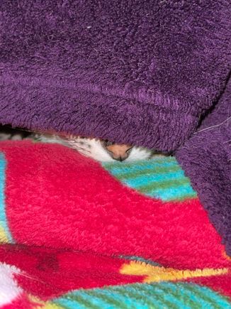 Where’s Anpu?