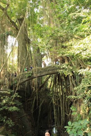 Monkey Forest Bridge