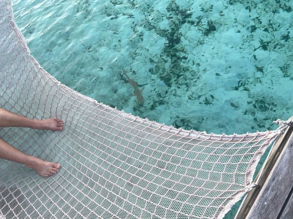 Regular reef shark visitor 