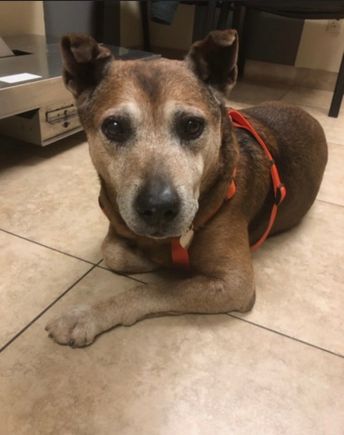 When his owner passed away