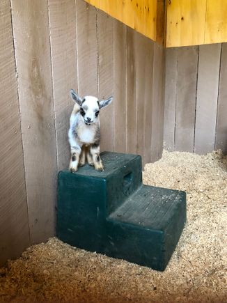 baby Nigerian drawf goat adopted by son and wife