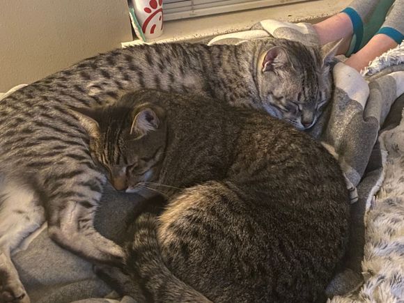 George likes to use Anpu as a pillow.