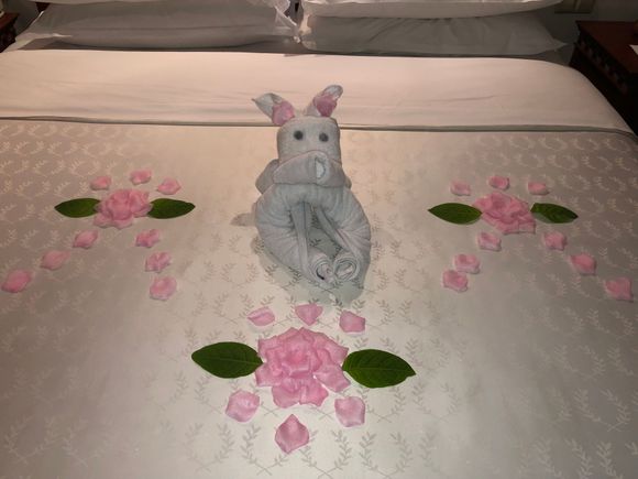Nice piglet