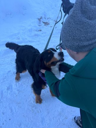 Friendly neighborhood pup