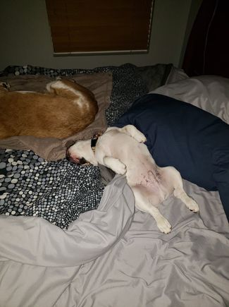 Howie sleeping
