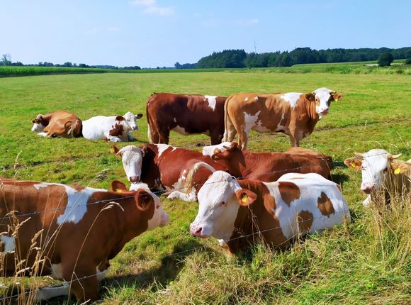 These are perhaps the most important denizens of the Niederrhein, found near the farm