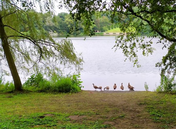 Family of ducks on the shore of 