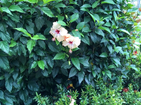 hibiscus