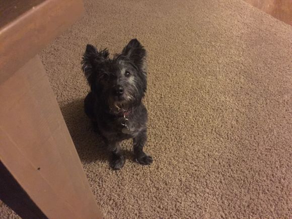 Arf! Don't leave me! Arf!