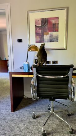 Room Supervisor undertaking daily room check