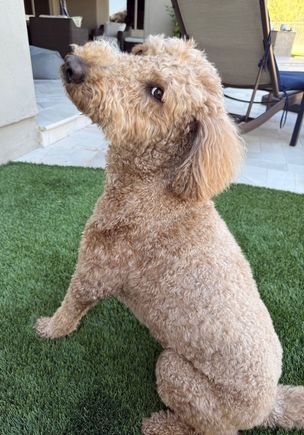 My niece sent the following message: “Happy Father’s Day! I’m sure Poppy will make this day special for HER!” :D