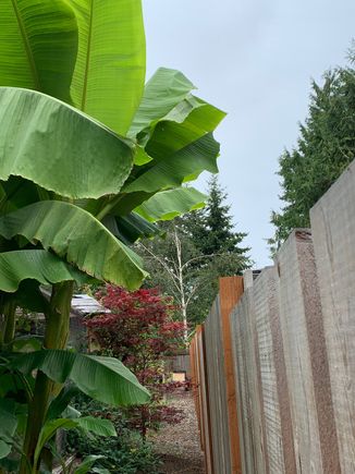 Where the neighbor cut the leaves growing over on his side.