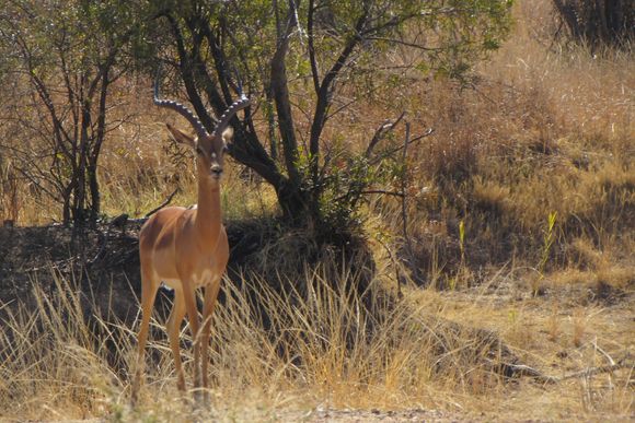 I am so bad with wildlife that I cannot even tell if this is the same dude as the one in the previous photo