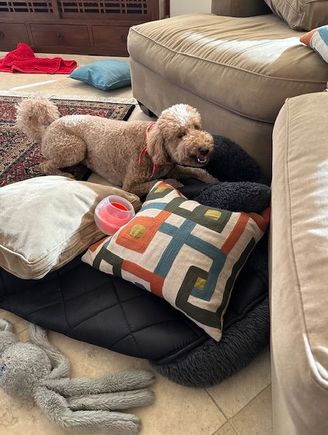 Poppy enjoying a treat after rearranging the lower level of Poppy’s Lounge!
