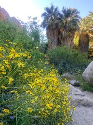 Here’s Palm Canyon from 2023
