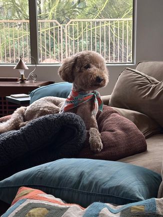 Poppy is practicing poses in case Doggie Vogue comes calling! 