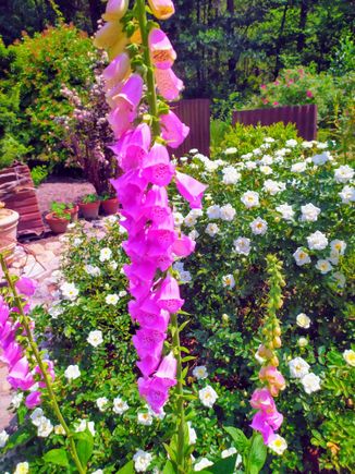 In the jardin découvert (discovery garden) on the lakeside 