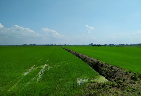 Rice fields on the plain of the river Po