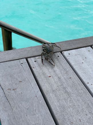 Crab bro - one of many that called our back patio home