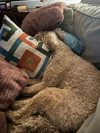 Poppy has requested a moratorium on discussing politics at our house!
