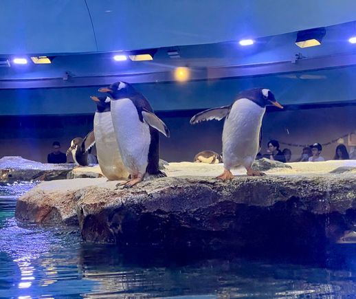 Penguins