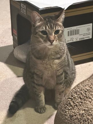 George says good morning.  He did not understand why his human was up so early.  
