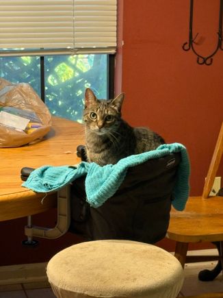 Because our cats aren’t spoiled enough, my mom got them their own seat at the table.