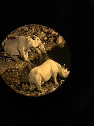 Black rhinos at the watering hole
