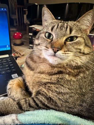 Get that thing out of my lap and pay attention to me instead.