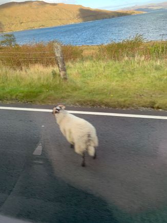 Sheep found on the main road!
