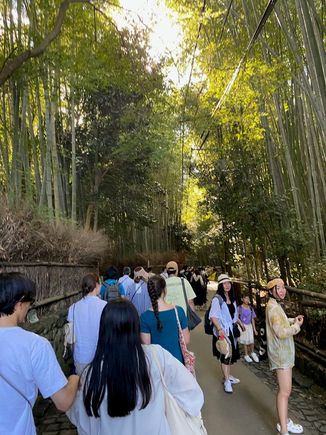Tourist Bamboo Forest Picture