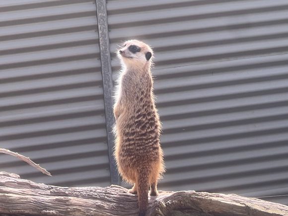 Gorge Wildlife park