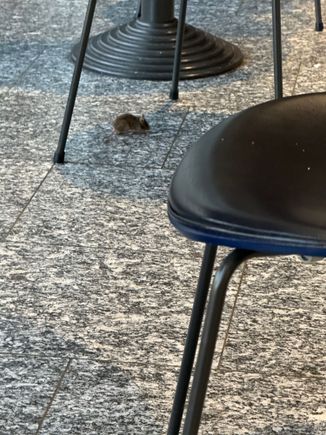 Visitor at Gate A11