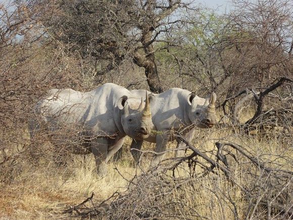 Not one but two Black Rhino