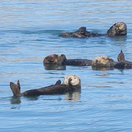 otter