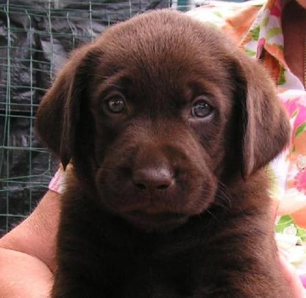 My farm's guard dog Koa. He is now a couple years old and about 80 pounds. How they grow!