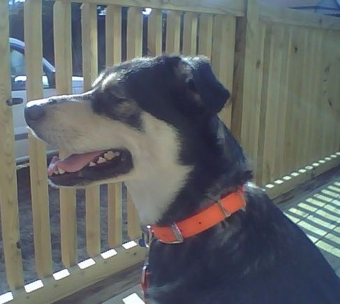 Cobaka basking in the sun