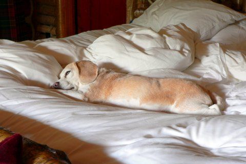 Excellent Bedding