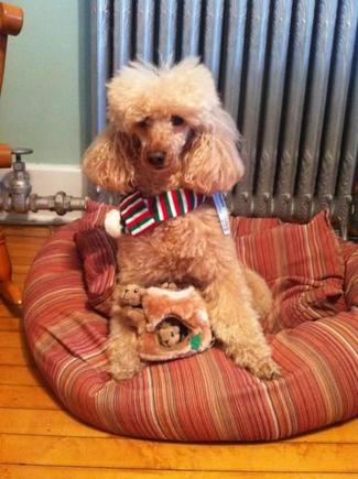 Chai protecting her new squirrel puzzle toy.