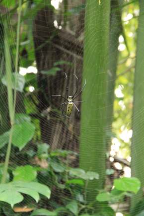 Spider