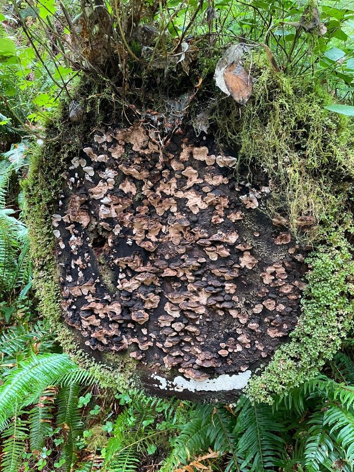 Crazy growth on the cut log of a tree.
