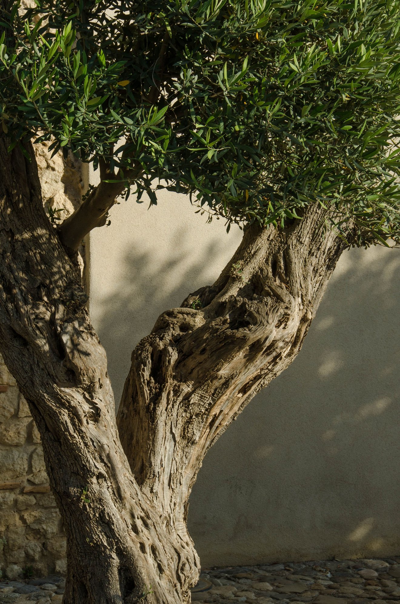 Older travelers can relate to this seasoned tree, yeah?