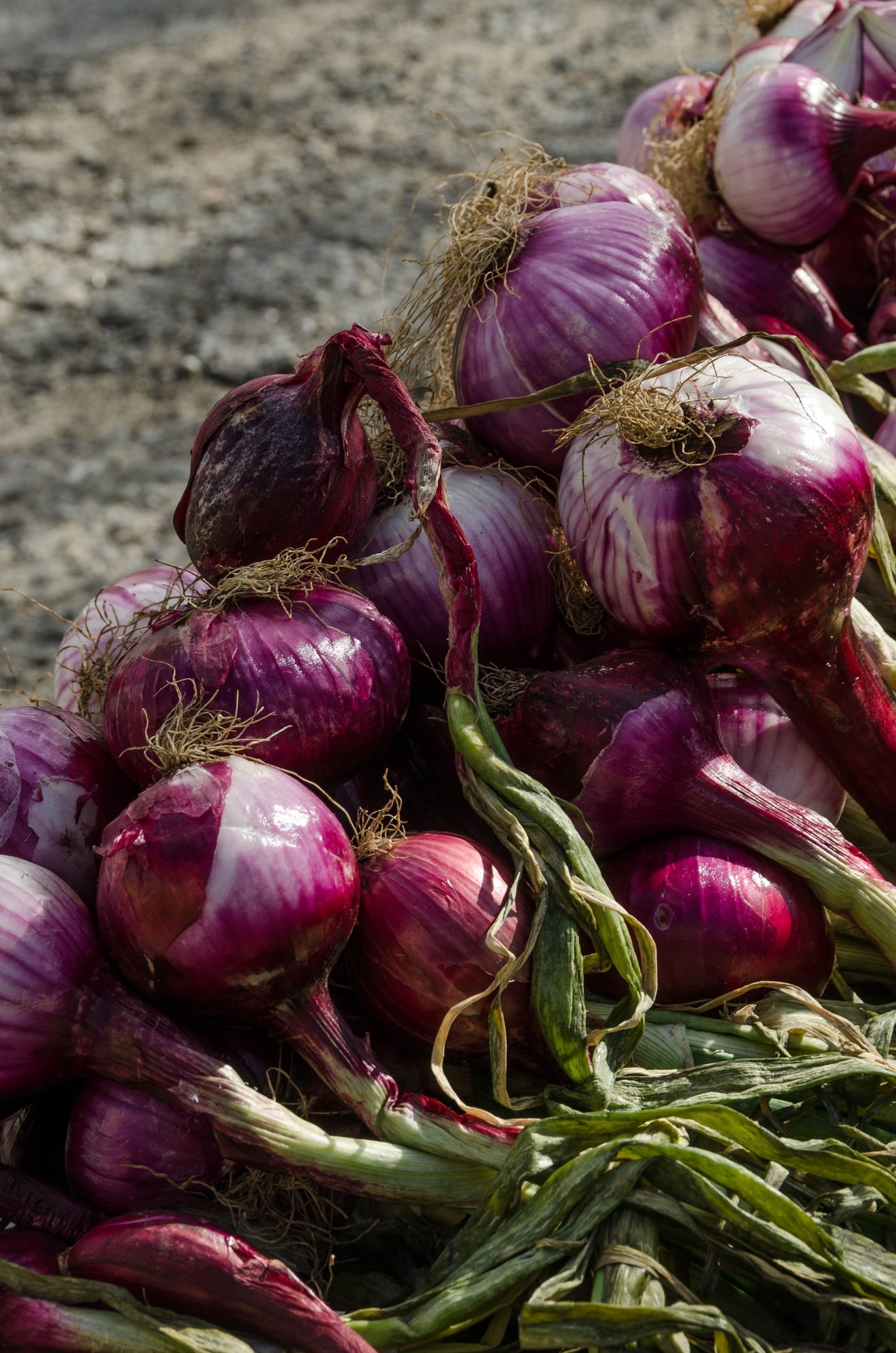 Stanley Tucci devoted some time in an onion field during his CNN Calabrian episode.