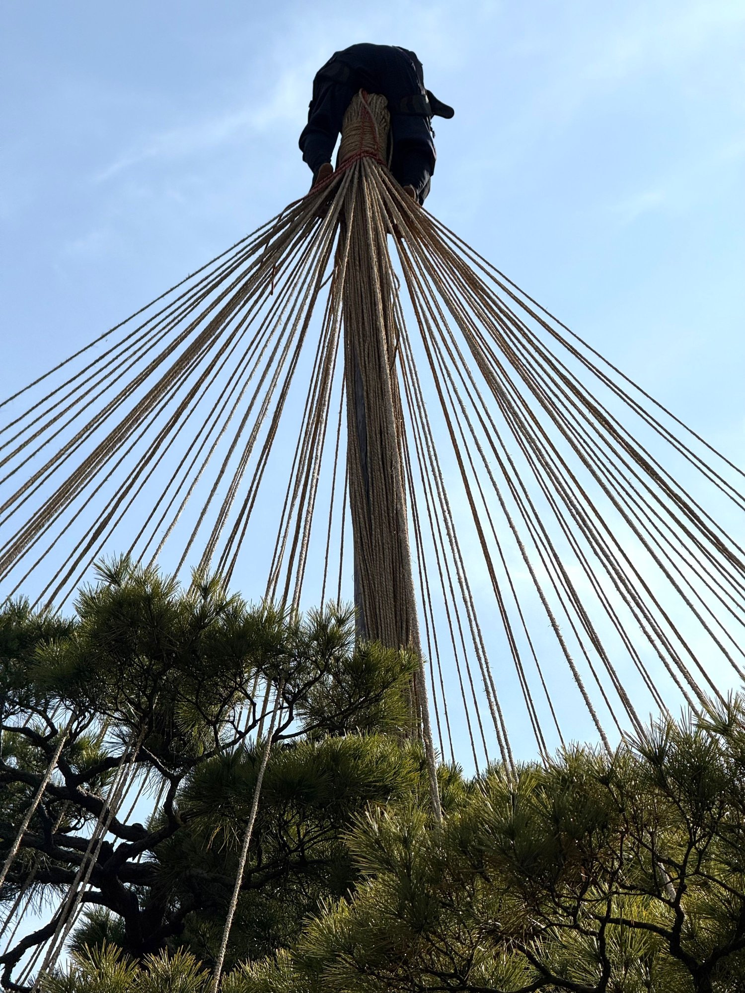 preparing the trees for winter