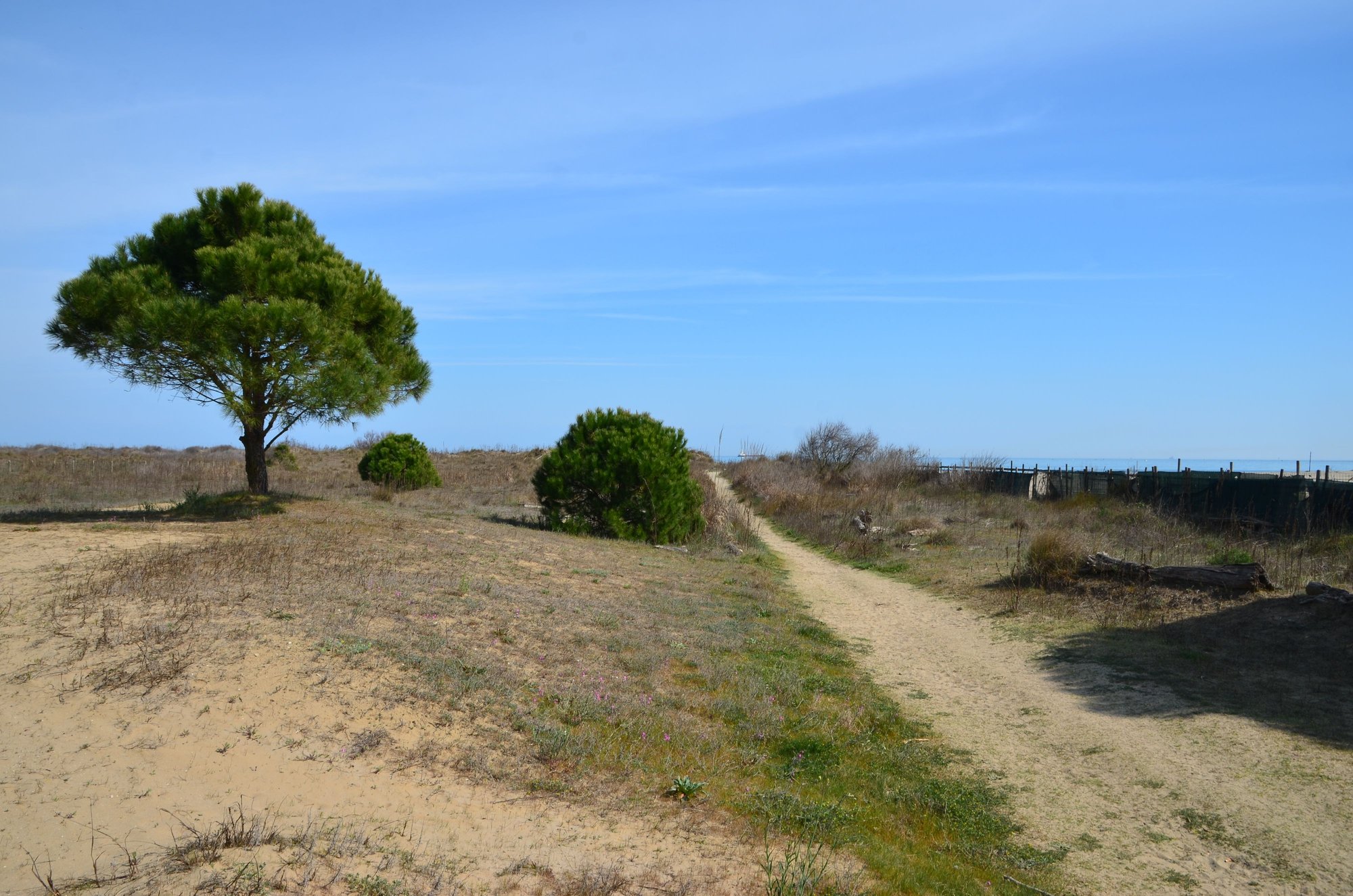 walkway to the beach