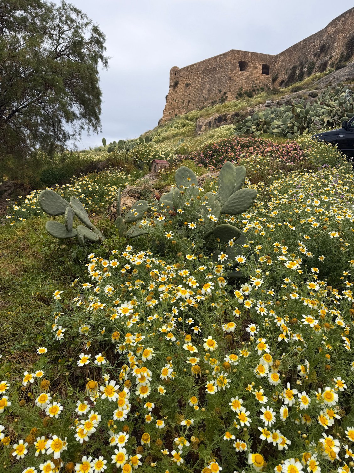 Beautiful wildflowers