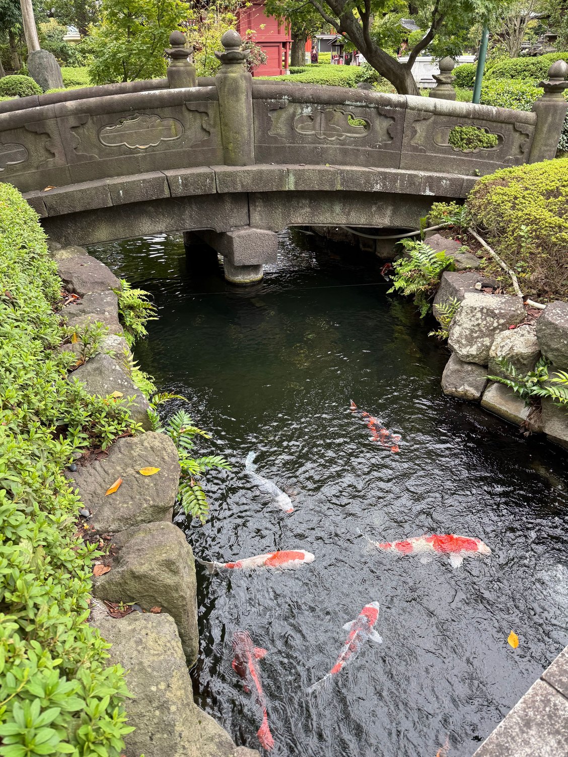 lovely bridge and koi pond on the grounds of Senso-ji