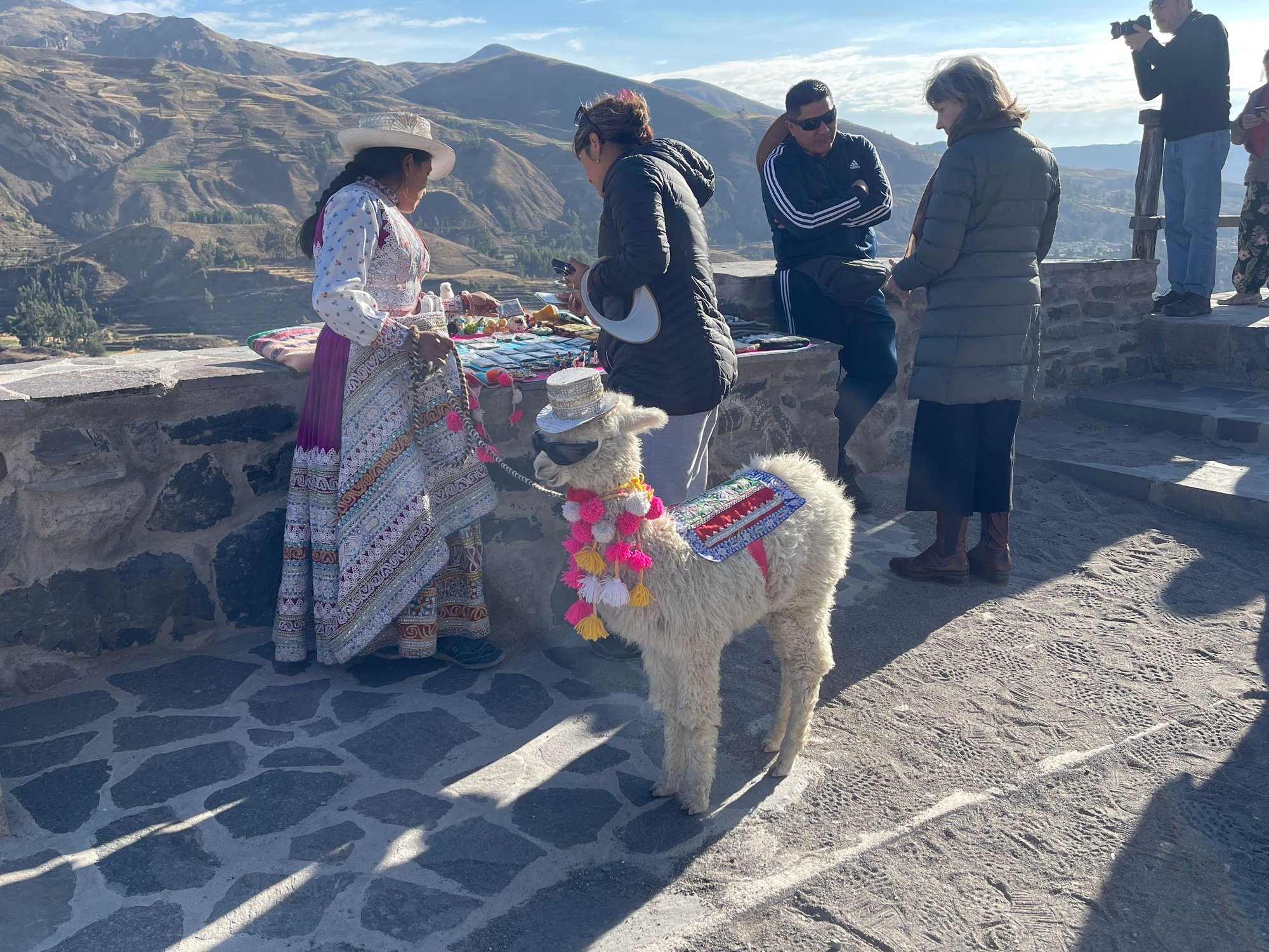 Souvenirs stand and cute baby alpaca 