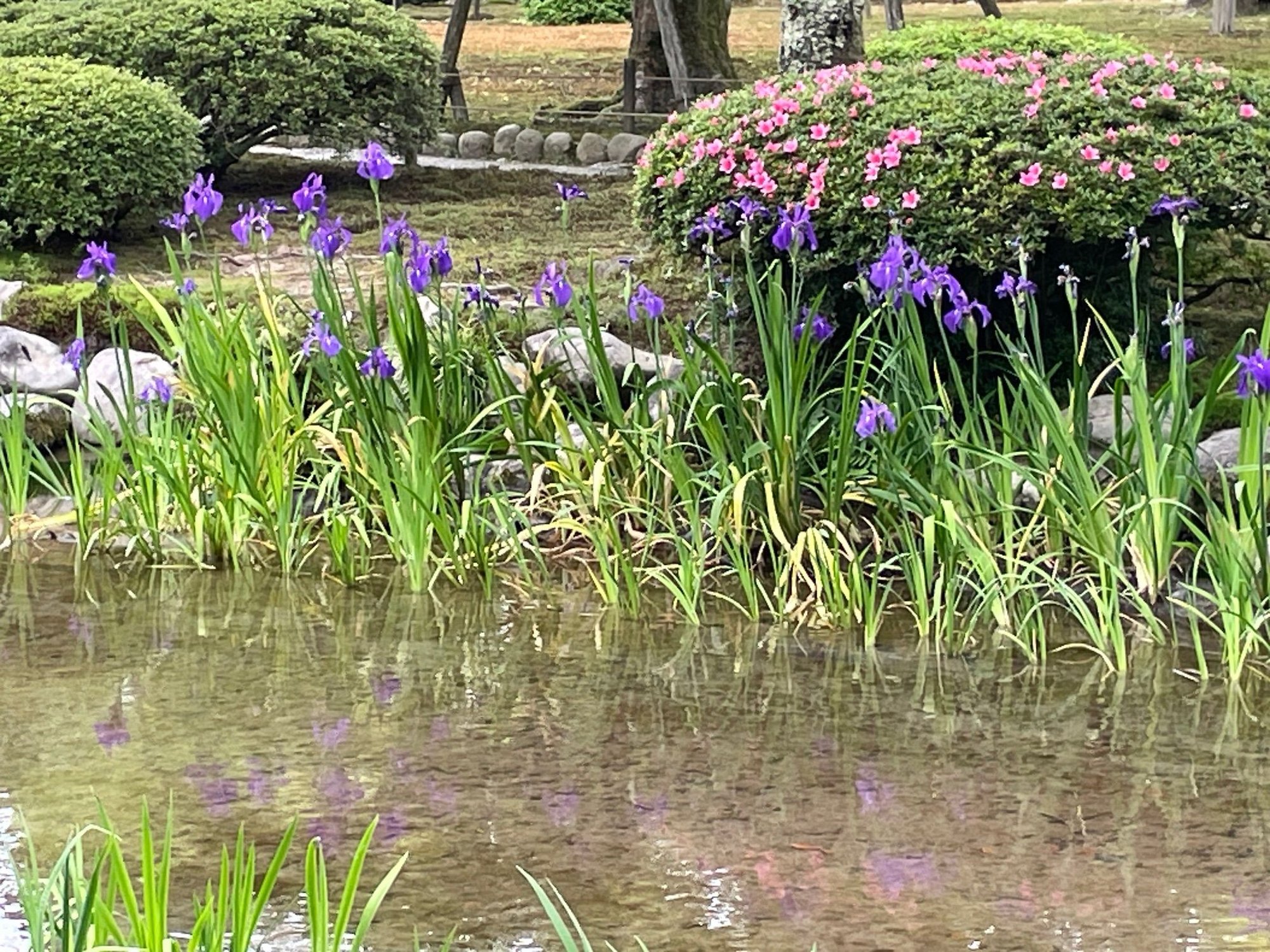 Iris along the rive