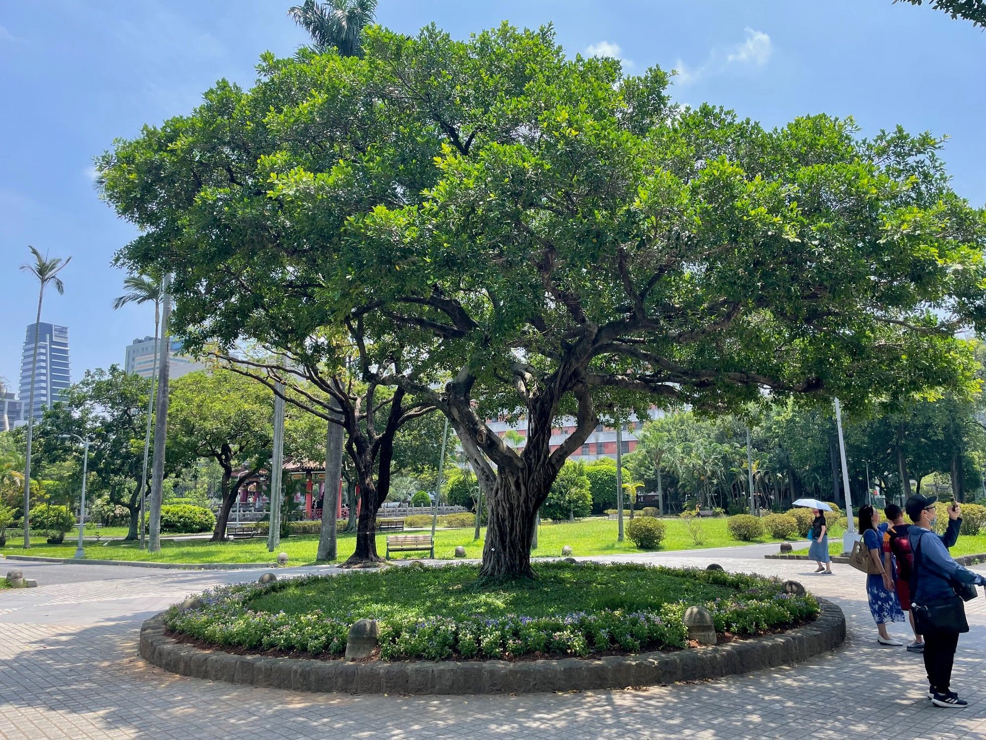 Beautiful tree right behind the 228 Peace Monument